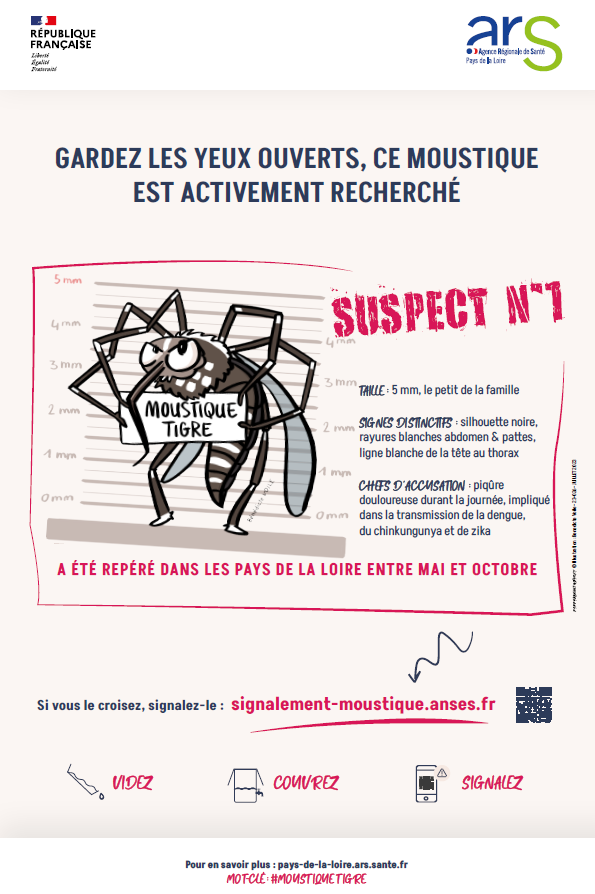 moustique tigre