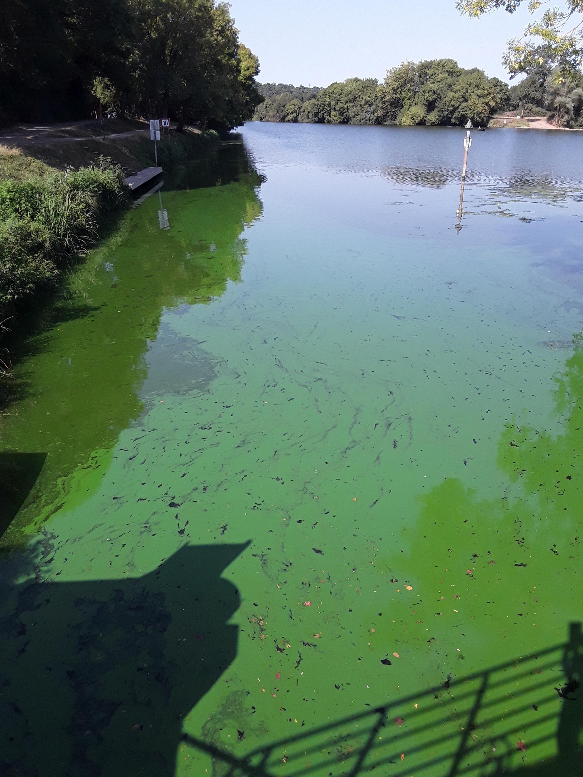 cyano