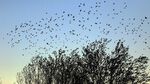 effaroucheurs d'oiseaux